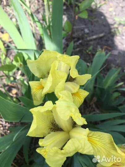 Ирисы карликовые