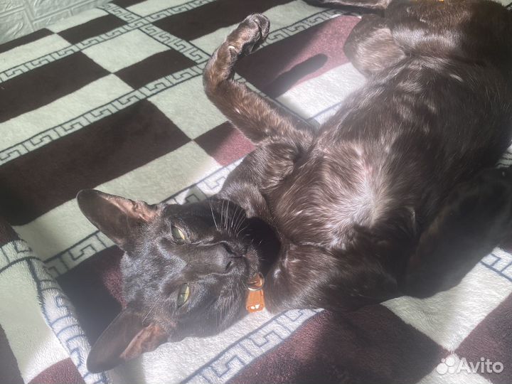 Ориентальный кот вязка