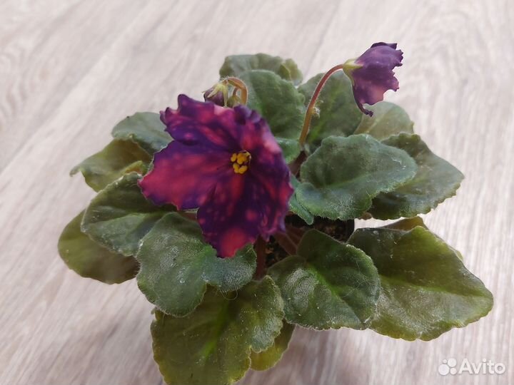 Сортовые фиалки цветущие