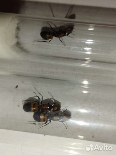 Муравьи Messor Structor, Camponotus nicobarensis