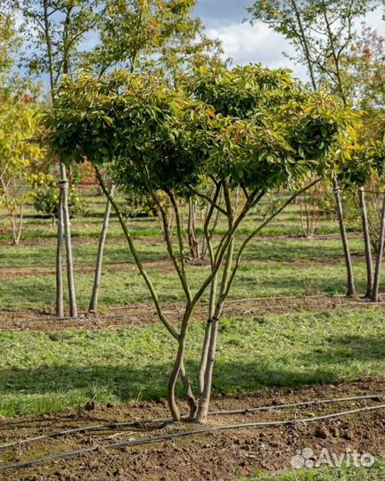 Ирга ламарка