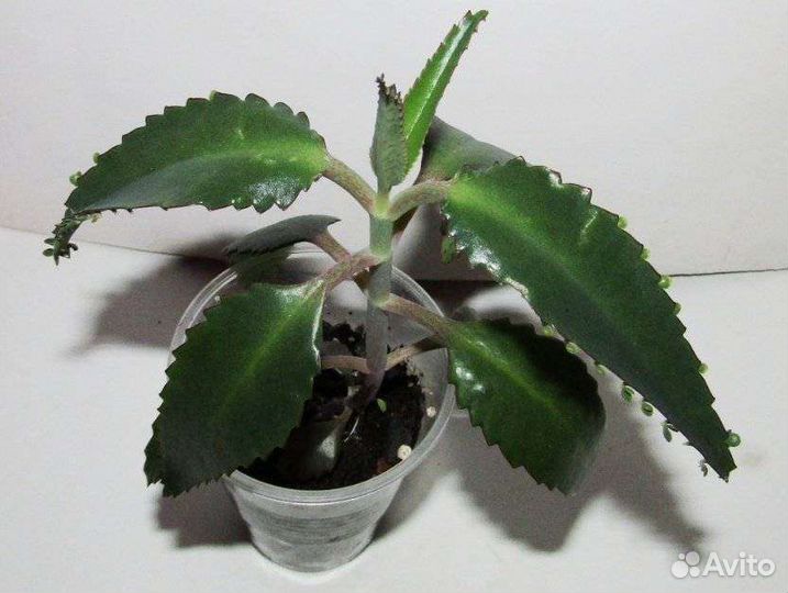 Каланхоэ лечебное