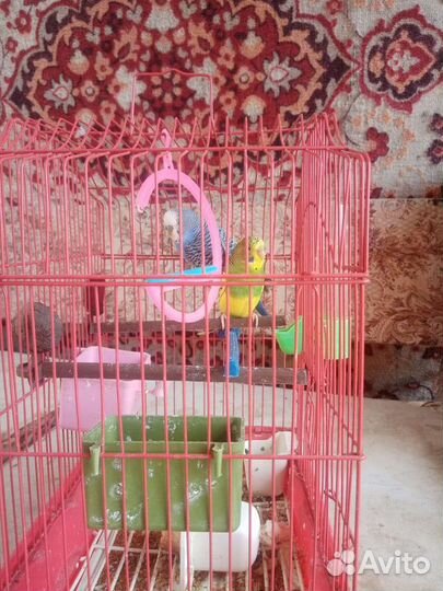 Волнистый попугай пара