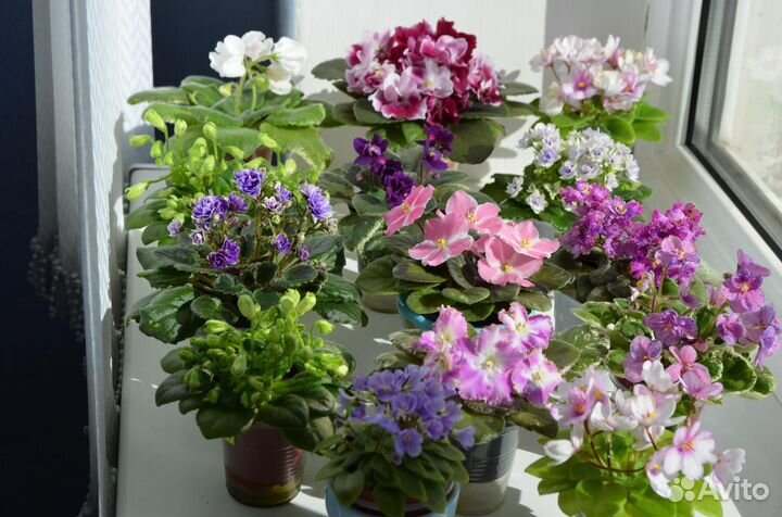 Миниатюрные фиалки и трейлеры