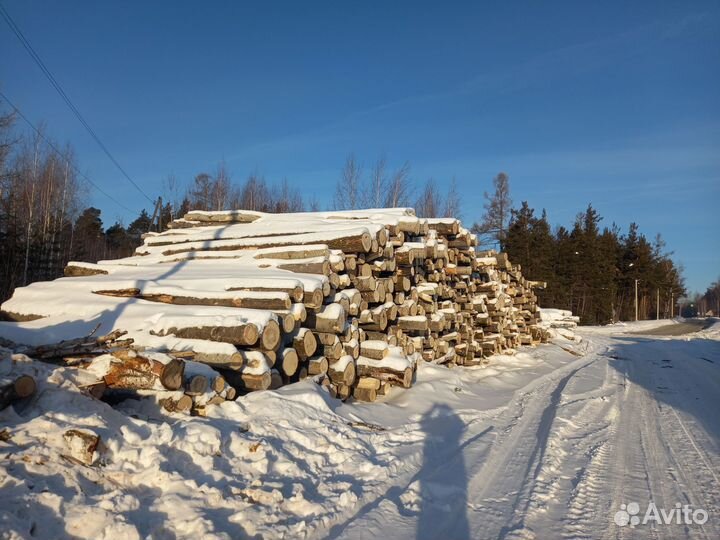 Лес кругляк осина