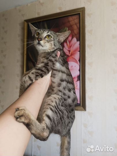 Саванна котик