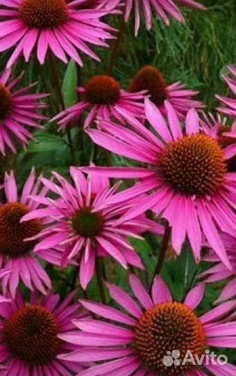 Эхиноцеи сортовые. Гвоздики