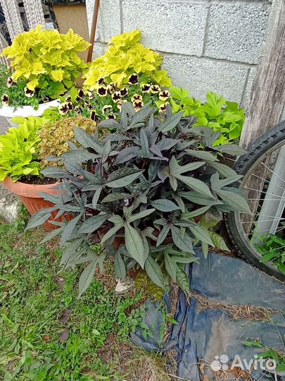 Ипомея батат