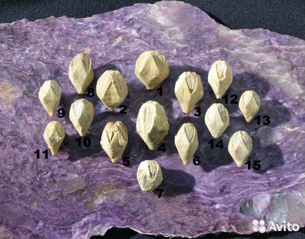 Криноидеи (пелагические, плавающие) и Бластоидеи