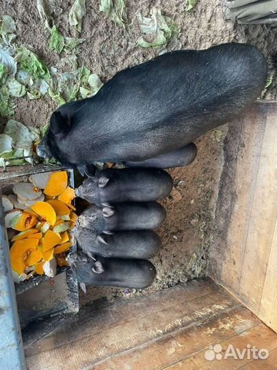 Вьетнамские вислобрюхие поросята