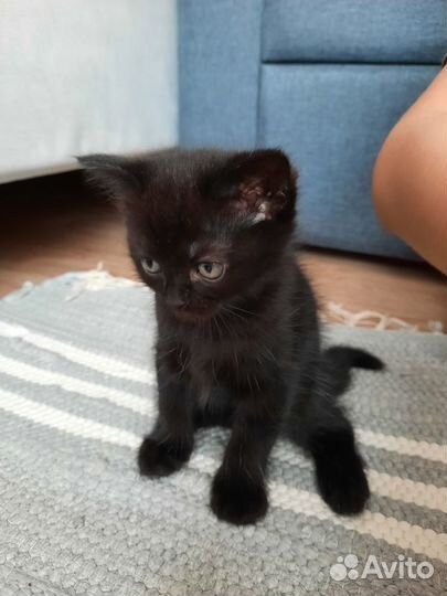 Продам котят британцы