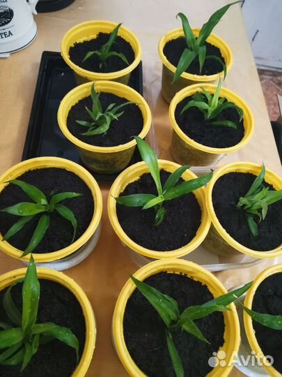 Хлорофитум