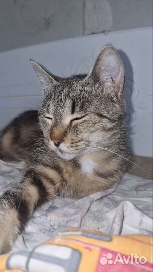 Кошка,подбросили к зоомагазину в коробочке