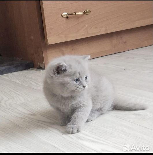 Британский котенок