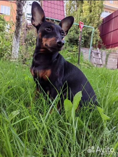 Цвергпинчер