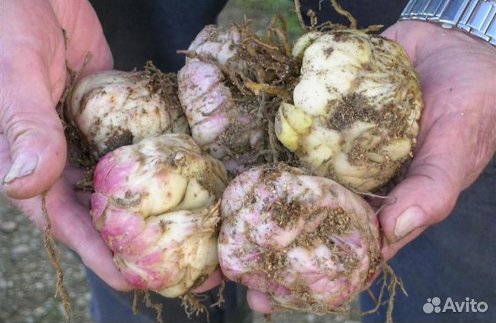 Луковицы лилии оптом