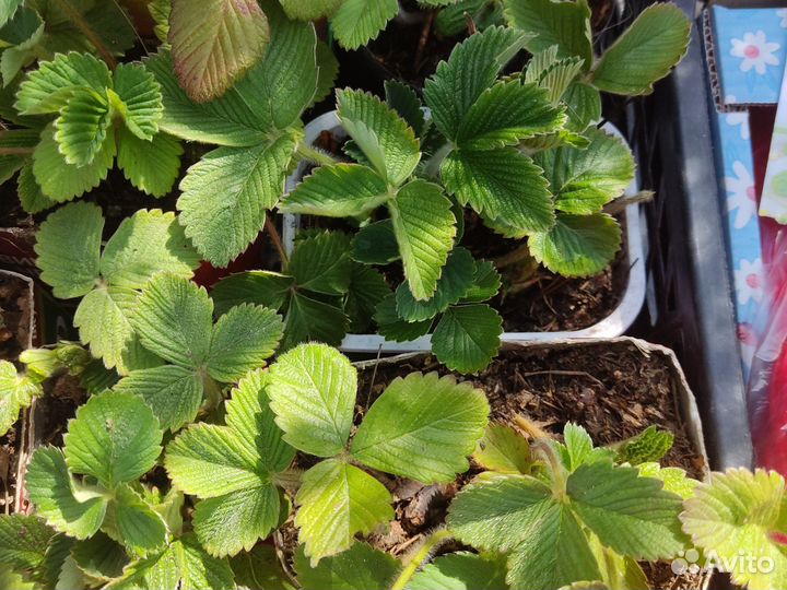 Рассада Клубника