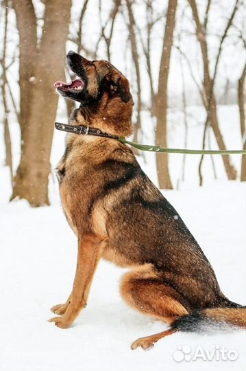 Дружок ищет любящего хозяина