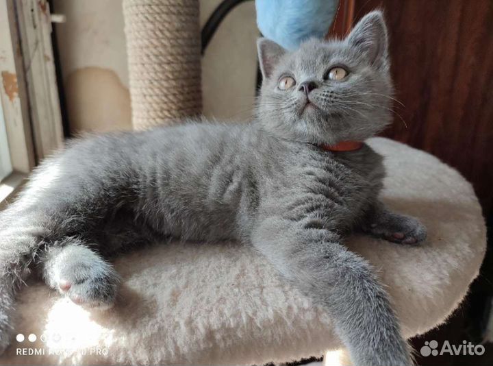 Последний мальчик