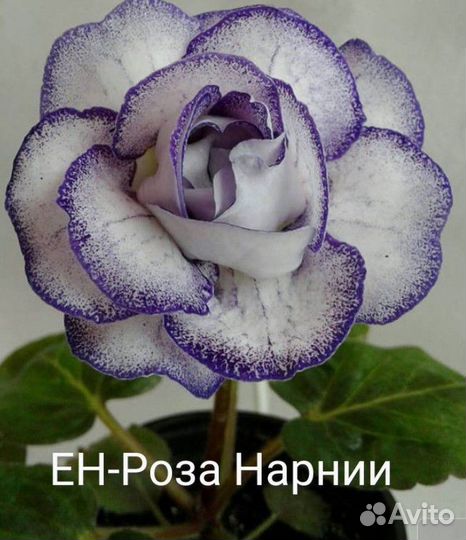 Глоксинии, укоренённые листья, детки, верхушки