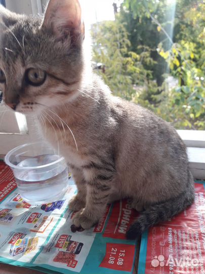 Котёнок в добрые руки