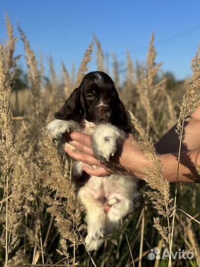 Американский кокер спаниель