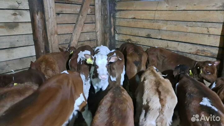 Телята бычки с доставкой