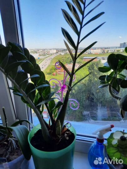 Зомиускалькас