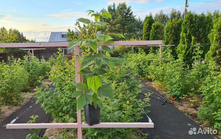 Рассада клубники