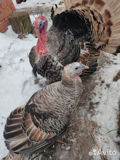 Индюки на племя
