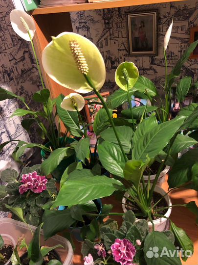 Спатифиллум