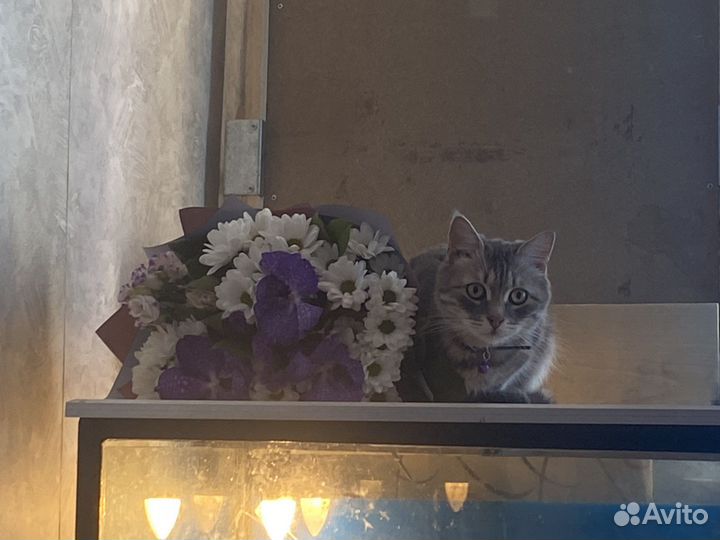 Серый кот, кастрированый ищет новый дом