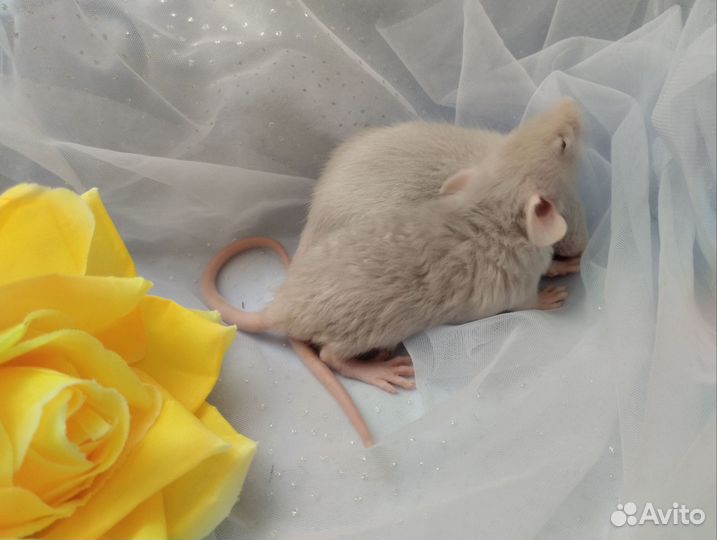 Крысята. Дамбо.очень редкого окраса