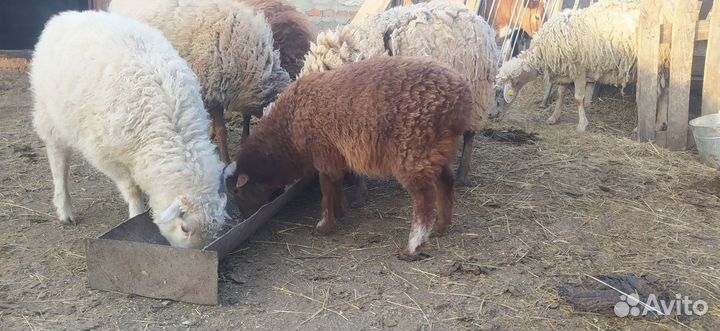 Ягнята ярочки