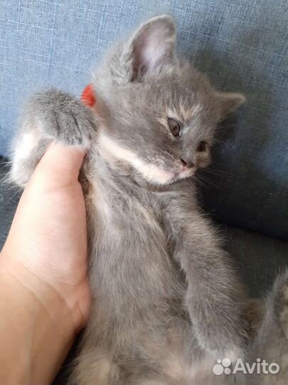 Отдам котят порода