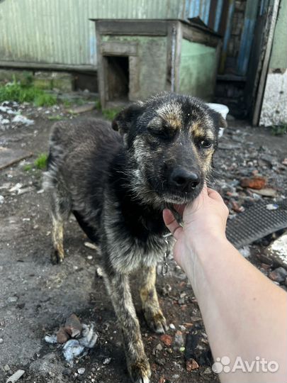 Две собачки