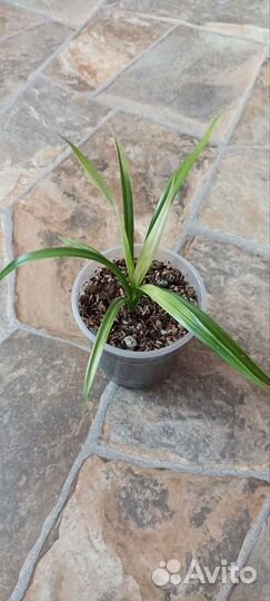 Панданус вариегатный