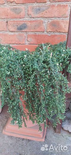 Вересковая астра