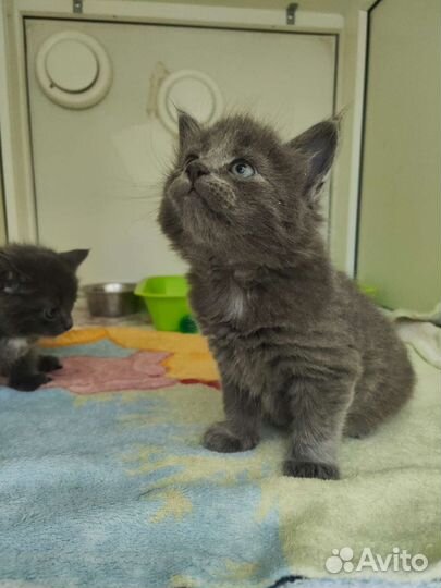 Котенок медвежонок ищет дом