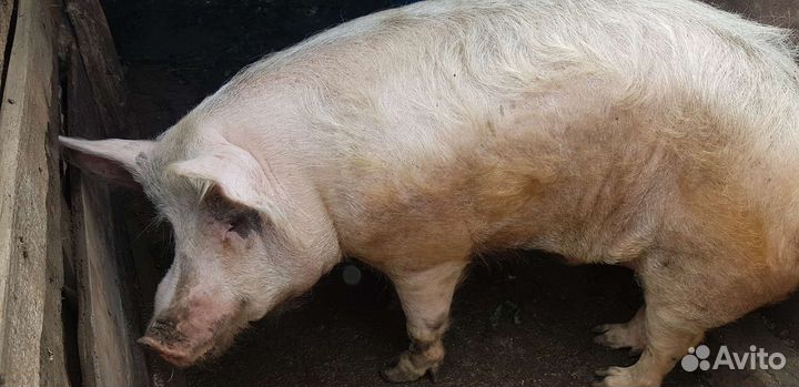 Продам хряка