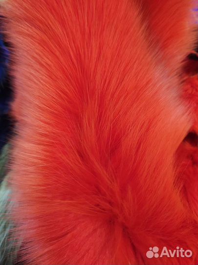 Лиса красная