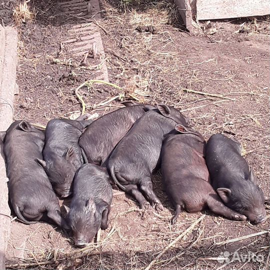 Вьетнамские вислобрюхие поросята