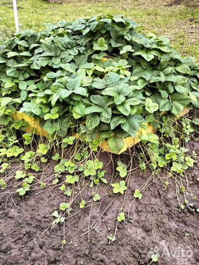 Рассада земклуники(не усы)