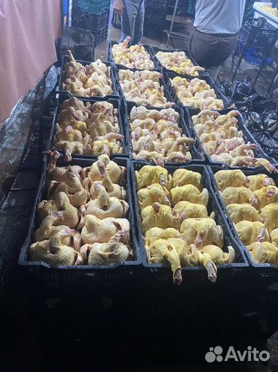 Куры бройлеры тушки мясо
