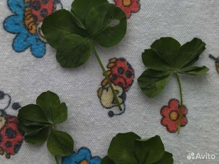 Талисман четырех пяти шести листный