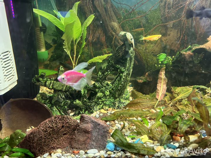 Аквариум 80 литров