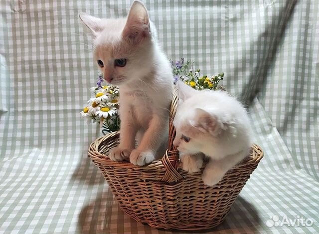 Снежинки на летней даче Преданные людьми котята