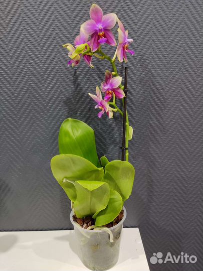 Орхидея Лиодоро