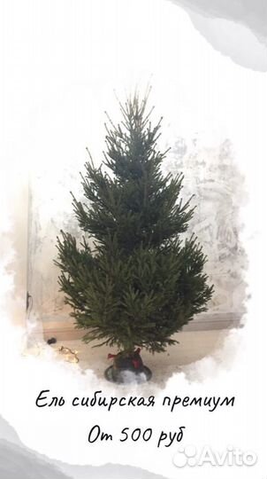Ель новогодняя оптом