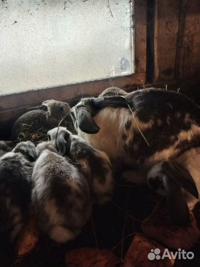 Продаются крольчата разных возрастов